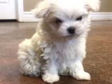 Mükemmel Güzelli̇kte Maltese Bebi̇şler