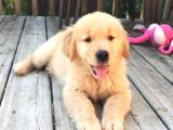 Orijinal Eğitimli Baby Face Golden Bebekleri