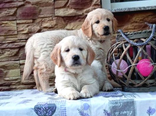 Orijinal Eğitimli Baby Face Golden Bebekleri görsel