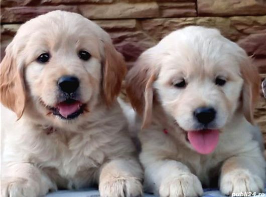 Orijinal Eğitimli Baby Face Golden Bebekleri