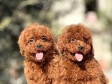 ORJİNAL KORE POODLE YAVRULARI