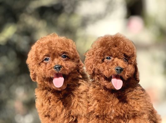 Orji̇nal Kore Poodle Yavrulari