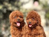 Orji̇nal Kore Poodle Yavrulari