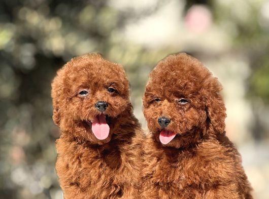 Orji̇nal Kore Poodle Yavrulari görsel
