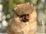 TEACUP POMERANİAN BOO YAVRULARI