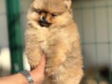 Teacup Pomerani̇an Boo Yavrulari