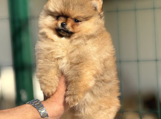 Teacup Pomerani̇an Boo Yavrulari görsel