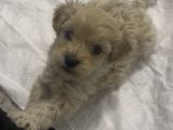 SON MALTİPOO BEBEĞİMİZ