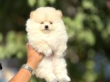 TEDY BEAR BOO YAVRULARI