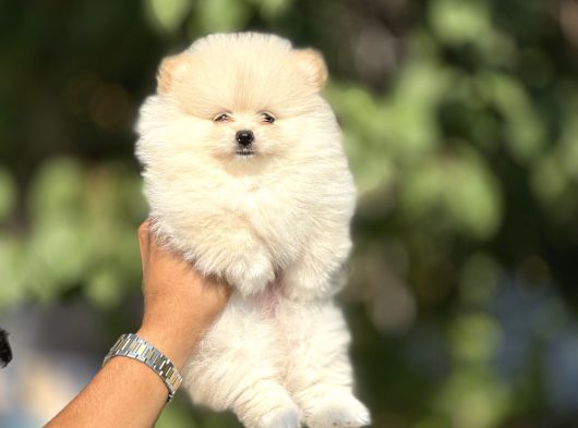 Tedy Bear Boo Yavrulari