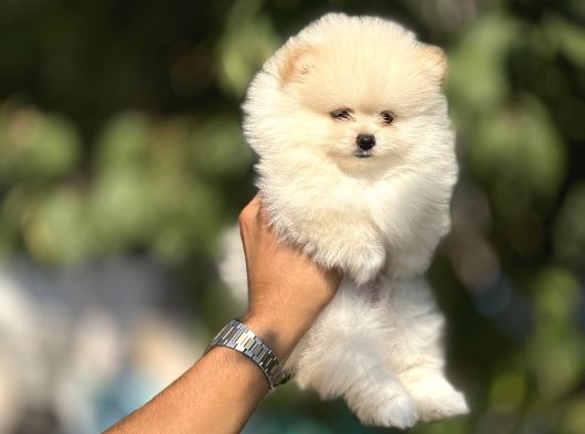 Tedy Bear Boo Yavrulari görsel