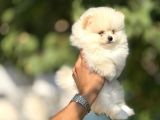 Tedy Bear Boo Yavrulari