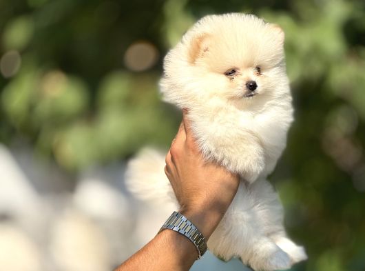 Tedy Bear Boo Yavrulari görsel