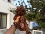 RED BROWN TOY POODLE YAVRULARI