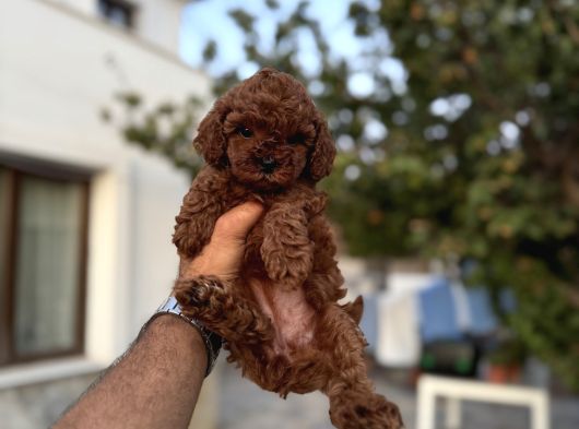 RED BROWN TOY POODLE YAVRULARI