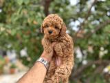 Kg Garantili Toy Poodle Yavruları