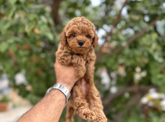Kg Garantili Toy Poodle Yavruları görsel