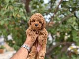 Kg Garantili Toy Poodle Yavruları