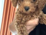 Evde Bakımlı Mini Toy Poddle