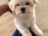 MÜKEMMEL GÜZELLİKTE MALTESE BEBİŞLER