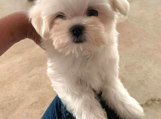 Mükemmel Güzelli̇kte Maltese Bebi̇şler