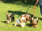 0 Yorkshire Terrier Yavruları Mama Ve Malzeme
