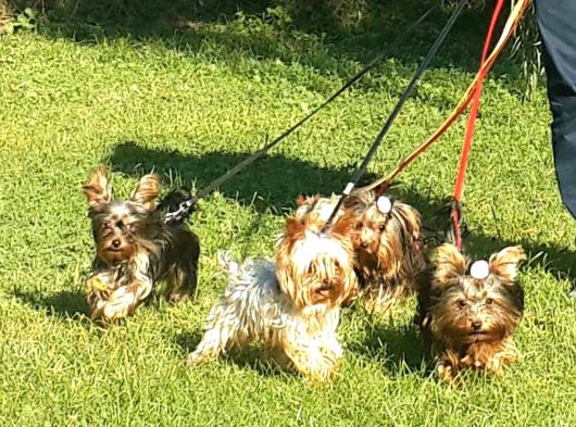 0 Yorkshire Terrier Yavruları Mama Ve Malzeme görsel