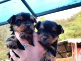 0 Yorkshire Terrier Yavruları Mama Ve Malzeme