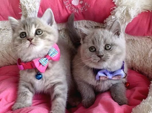 A Kalite Fawn British Shorthair Bebekleirm görsel
