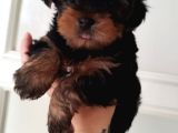 0 Yorkshire Terrier Yavruları Mama Ve Malzeme