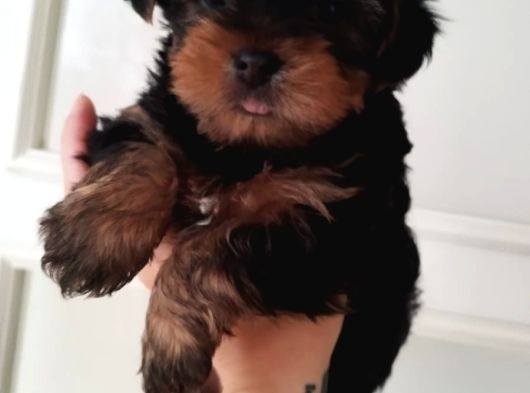 0 Yorkshire Terrier Yavruları Mama Ve Malzeme görsel