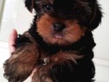 0 Yorkshire Terrier Yavruları Mama Ve Malzeme