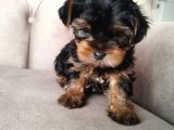 0 Yorkshire Terrier Yavruları Mama Ve Malzeme