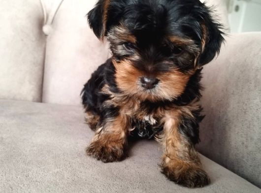 0 Yorkshire Terrier Yavruları Mama Ve Malzeme görsel