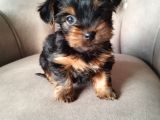 0 Yorkshire Terrier Yavruları Mama Ve Malzeme
