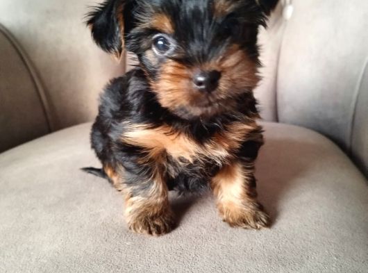0 Yorkshire Terrier Yavruları Mama Ve Malzeme görsel