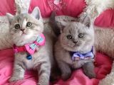 A kalite fawn british shorthair bebekleirm