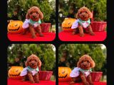 Red Brown Toy Poodle Yavrual