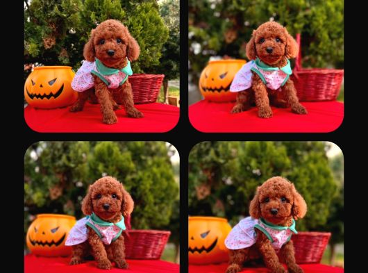 Red Brown Toy Poodle Yavrual görsel