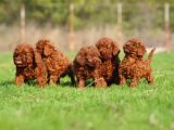 Irkının En Güzeli Toy Poodle Yavrular