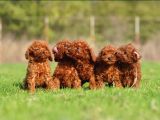 Irkının En Güzeli Toy Poodle Yavrular