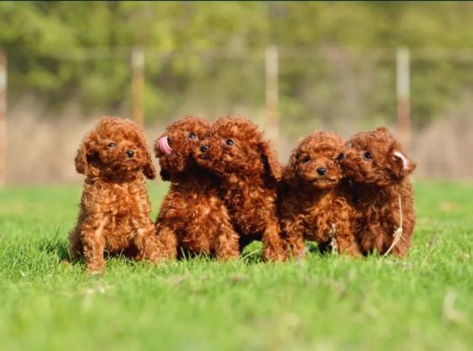 Irkının En Güzeli Toy Poodle Yavrular görsel