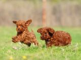 Irkının En Güzeli Toy Poodle Yavrular
