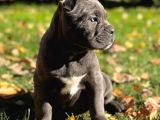 Cane Corso En Kalitelisi Bizde Var