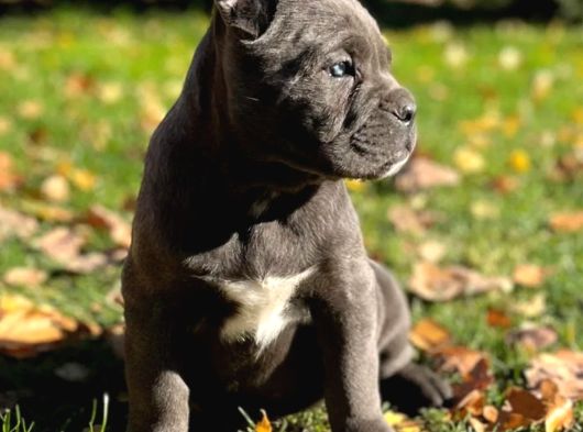 Cane Corso En Kalitelisi Bizde Var görsel