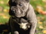 Cane Corso En Kalitelisi Bizde Var