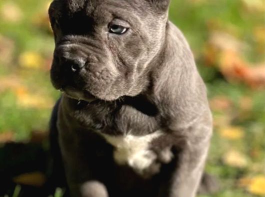 Cane Corso En Kalitelisi Bizde Var görsel