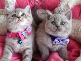 A Kalite Fawn British Shorthair Bebekleirm