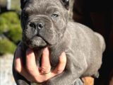 Cane corso en kalitelisi bizde var