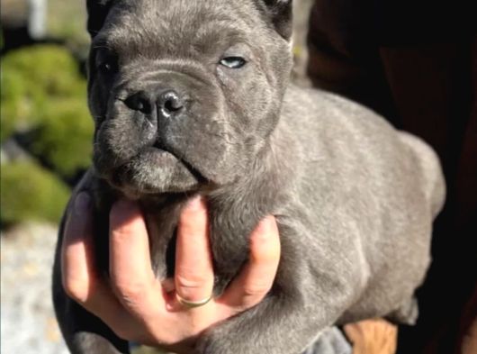 Cane Corso En Kalitelisi Bizde Var